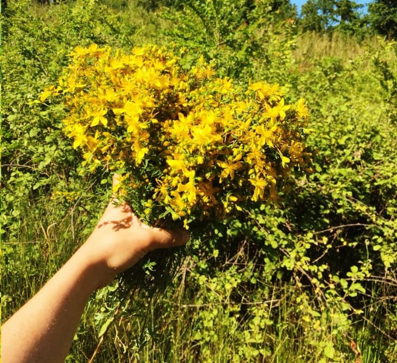 <p>Vitiligonun tedavisinde doğal ilaç olarak kullanılır.</p>