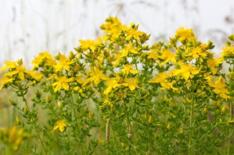 <p>Güneş yanıkları için kantaron yağından yararlanabilirsiniz. Yanık bölgelerinize sürdüğünüzde acınızın azaldığını hemen hissedebilirsiniz.</p>