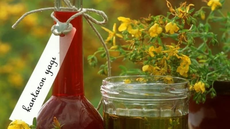 <p>Hafızaya iyi gelir ve konsantrasyonu artırır.</p><p><br></p>