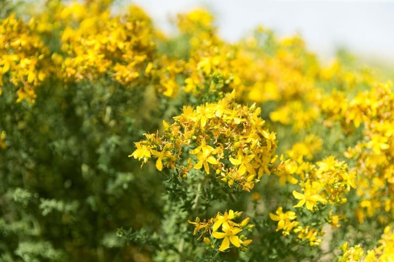 <p>Hücrelerin kısa sürede yenilenmesini ve ölü hücrelerin atılmasını sağlar. Kırışıklıkları engeller.</p>