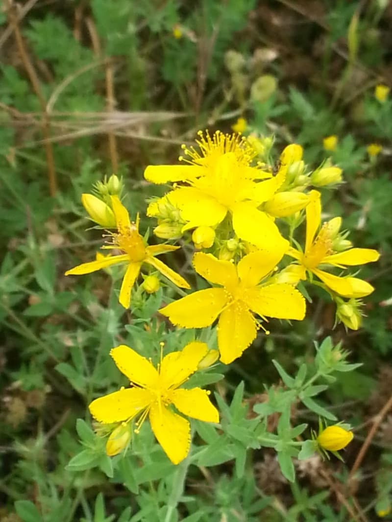 <p>Pürüzsüz bir cilde sahip olmak için cildinize sürebilirsiniz. Sivilce oluşumunu engeller ve var olanların daha çabuk geçmesini sağlar.</p>