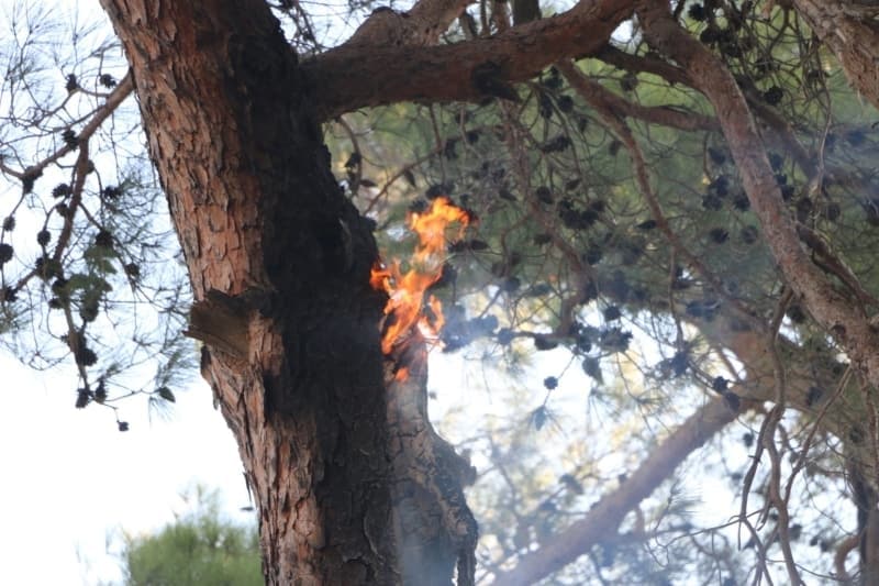 <p>Adana'daki orman yangınından fotoğraflar</p>