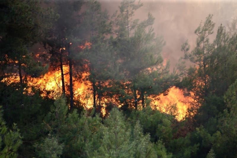 <p>Adana'daki orman yangınından fotoğraflar</p>