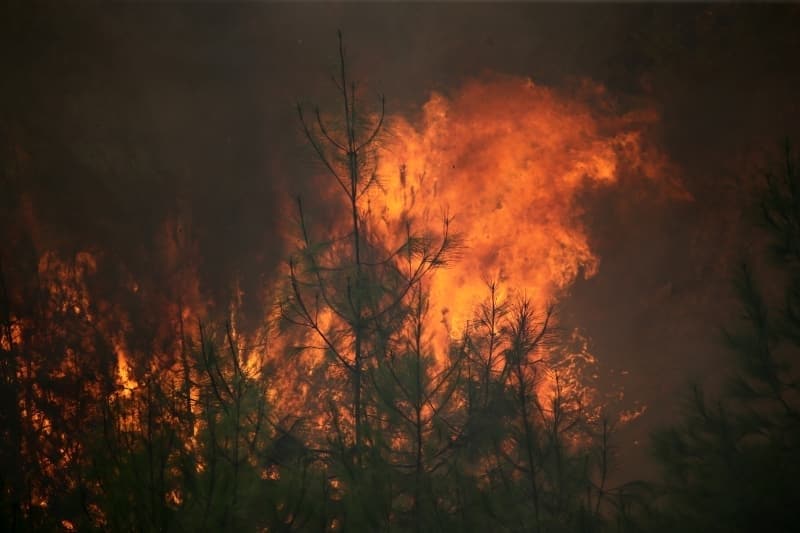 <p>Adana'daki orman yangınından fotoğraflar</p>