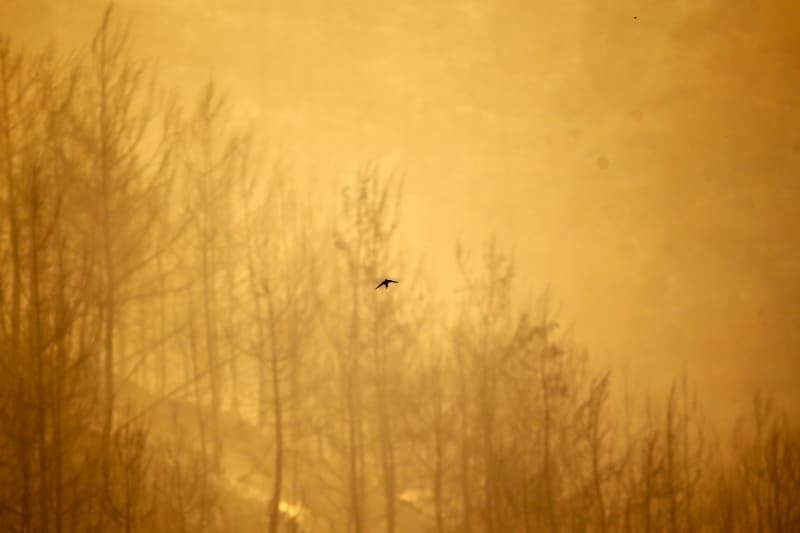 <p>Adana'daki orman yangınından fotoğraflar</p>