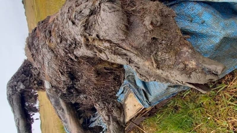 <p>Bilim insanı Lena Grigorieva, adada keşfedilen yetişkin canavar hakkında şunları söylüyor: “Bugün bu, türünün ilk ve tek bulgusu. Yumuşak dokulara sahip bütün bir ayı cesedi.”</p>