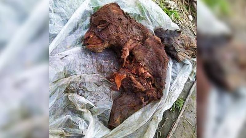 <p>Söz konusu mağara ayısının burnu dahil olmak üzere tüm iç organları yerinde ve tamamen korunmuş halde bulundu.</p>