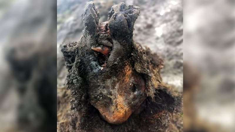 <p>Bugüne kadar mağara ayılarının sadece kemikleri keşfedilebilmişti. Bulgulara dair daha fazla detay yakında bilim insanları tarafından açıklanacak.</p>