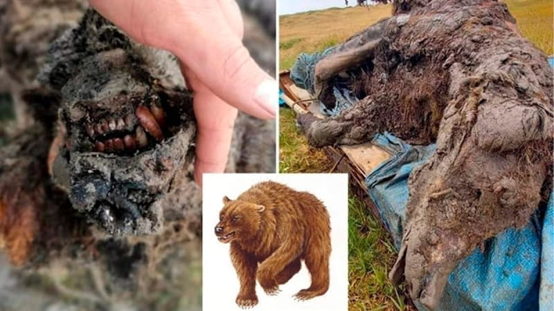 <p>15 bin yıl önce nesli tükendiği tahmin edilen mağara ayılarının, Avrupa ve Asya’nın buzla kaplı bölgelerinde yaşadığı düşünülüyor. Erkek olan türlerinin ağırlığının bir ton civarında olduğu tahmin ediliyor. Bu rakam, günümüzdeki en büyük ayı türü olan kutup ayılarından yaklaşık 250 kilogram daha ağır oldukları biliniyor.</p>