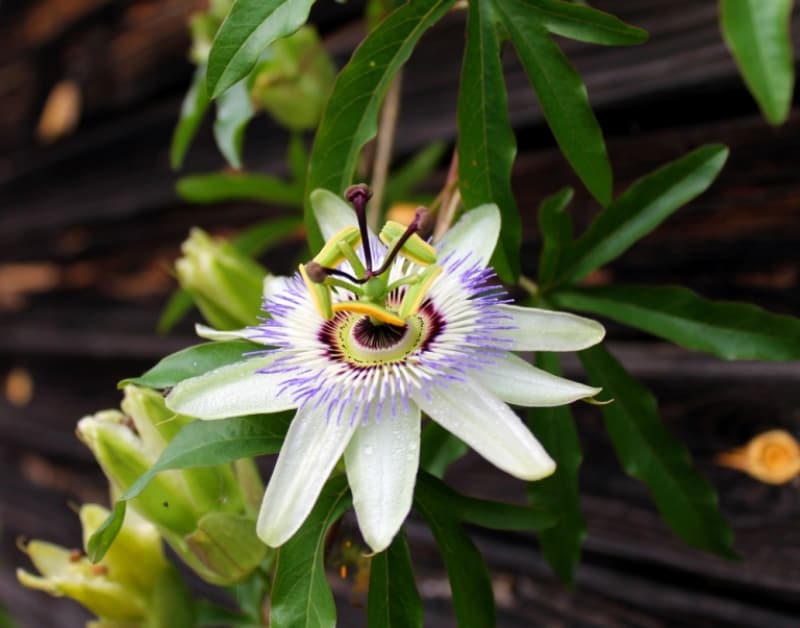 <p>Bağışıklığı güçlendirir. </p>