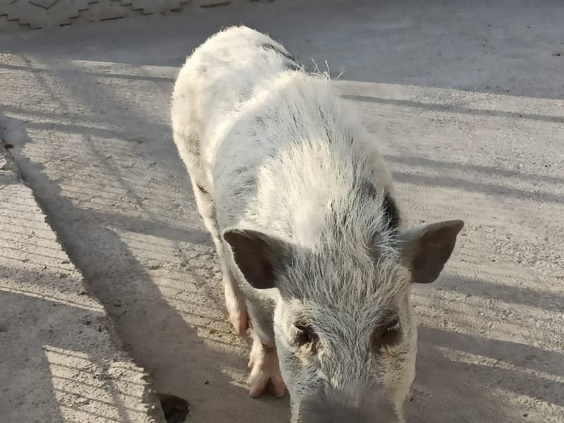 <p>Operasyonda 1 adet lama, 1 adet veryet cinsi maymun, 7 adet nando cinsi devekuşu, 1 adet devekuşu, 2 adet cüce domuz, 1 adet serval cinsi kedi, 3 adet flamingo ve 2 adet karakulak ele geçirildi.</p>