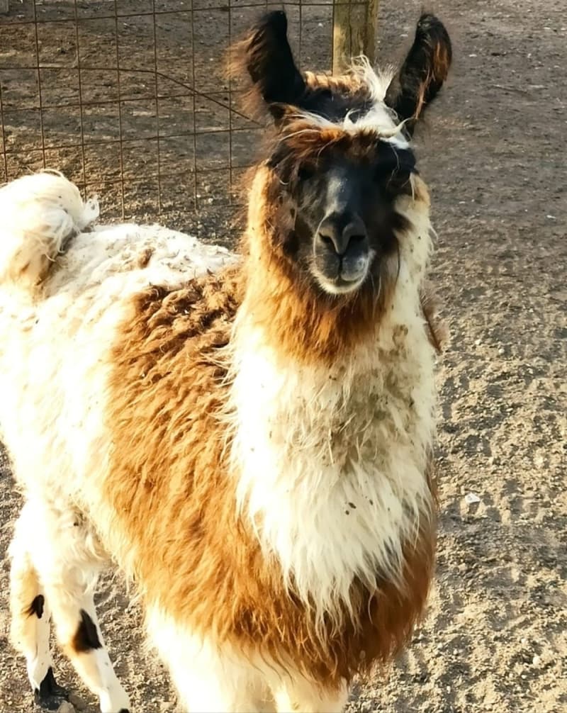 <p>Ele geçirilen hayvanlar İstanbul 1. Bölge Müdürlüğü görevlilerine teslim edildi. </p>