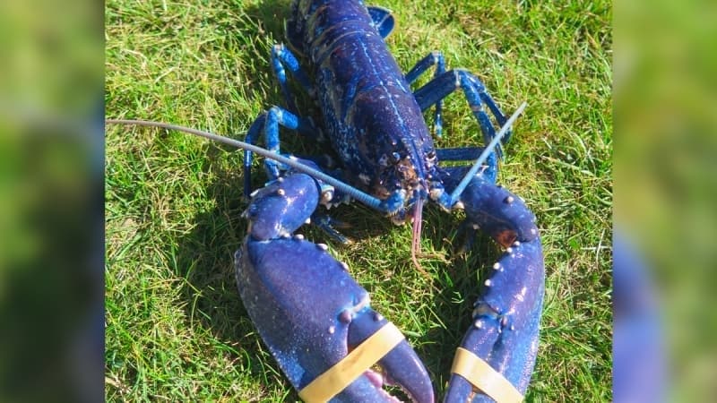 <p>Eşsiz tonları, belirli bir proteinin aşırı üretimiyle sonuçlanan genetik bir anormalliğin sonucudur. </p>