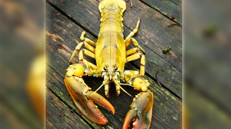 <p>Maine Üniversitesi'ndeki Istakoz Enstitüsüne göre, sarı ıstakozu yakalama şansı 30 milyonda bir gibi bir oranla daha da yüksek.</p>