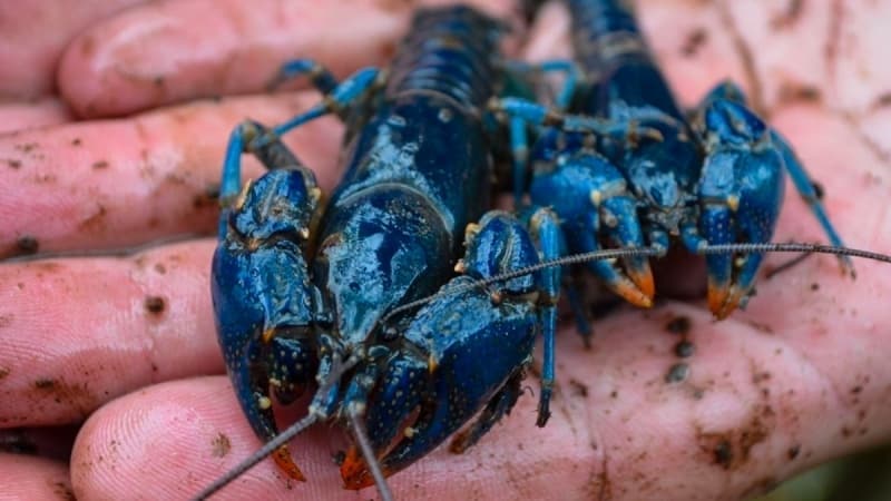 <p>Mavi ıstakozun çarpıcı tonu, farklı bir türdenmiş gibi görünmesine neden olabilir, ancak bunlar yalnızca normal bir Amerikan veya Avrupa ıstakozunun bir varyasyonudur.</p>
