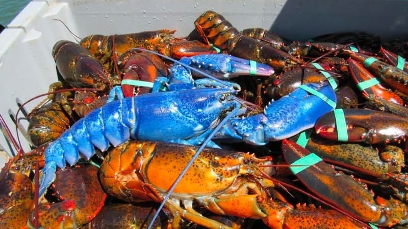 <p>Ancak çok nadir durumlarda, bu kabuklu canlılar, canlı sarı tonları, pamuk şekeri pembesi ve parlak mavi tonlarında karşımıza çıkar.</p>