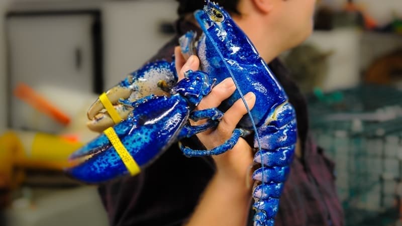 <p>Uzmanlar son derece nadir oldukları için bu renk anomalisinin olasılığını iki milyonda bir olarak belirlediler.</p>