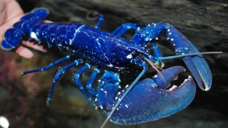 <p>Mavi ıstakozun nadir görülmesi, onu değerli kılarken, son yıllarda azalan nüfusları nedeniyle birçok balıkçı onları serbest bırakmaya mecbur kaldı.</p>