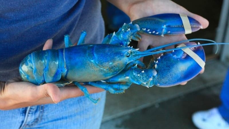 <p>Daha sık olarak, mavi ıstakozların daha yüksek bir parasal değerde olması bu nadidelikten kaynaklanıyor.</p>