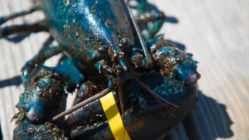 <p>Istakozlar yetişkinliğe ulaştıktan sonra 50 yıla kadar yaşayabilir.</p>