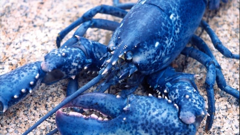 <p id='caption-attachment-290616'>Birçok uzman, mavi ıstakozların sırf nadir oldukları için normal ıstakozlardan daha değerli olduğunu düşünüyor. <br></p>