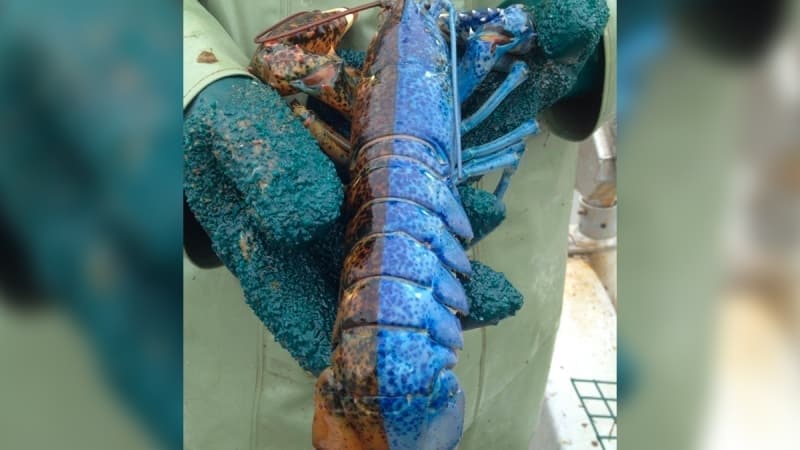 <p>Ancak iki tonlu renkli ıstakozu yakalama şansı 50 milyonda bir.</p>