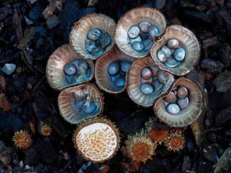 <p><b>Cyathus Striatus</b></p>