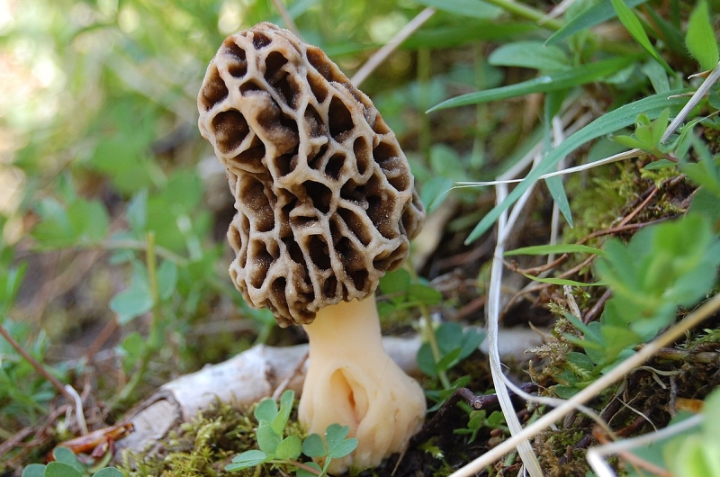 <p><strong>Morchella Esculenta</strong></p>