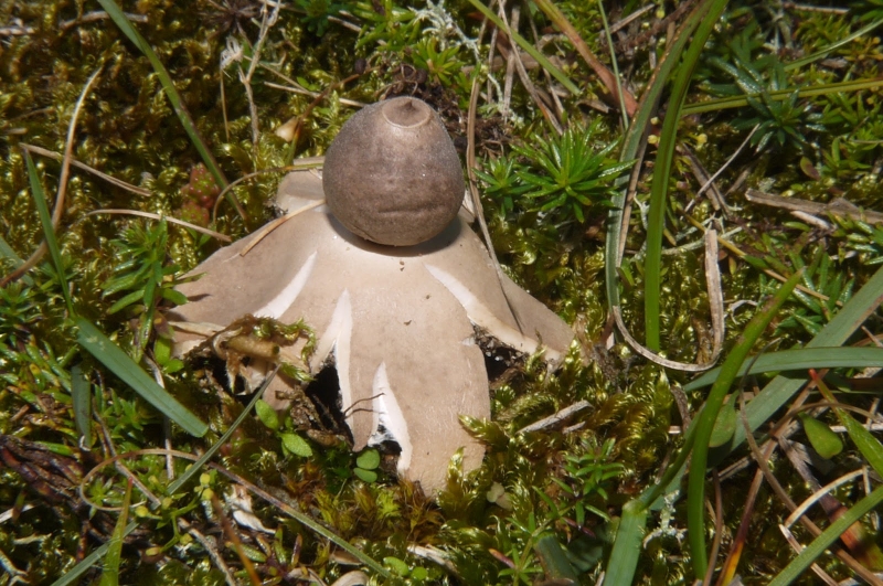 <b>Geastrum Minimum</b>