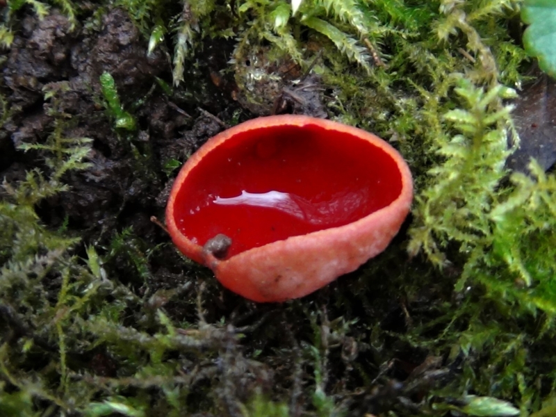 <p><b>Cup Fungi</b></p>