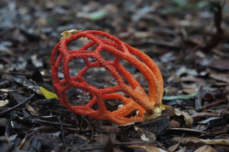 <p><b>Clathrus Ruber</b></p>