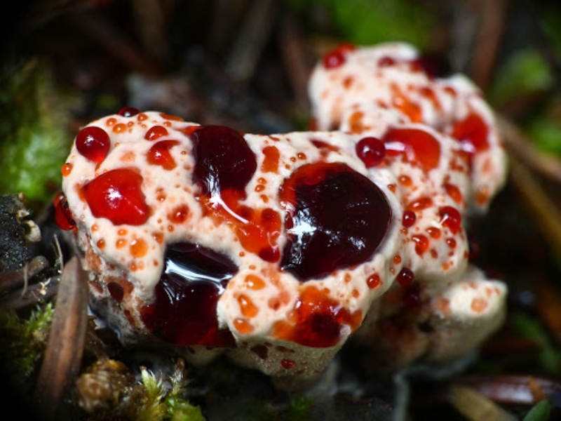 <p><b>Hydnellum Peckii</b></p>