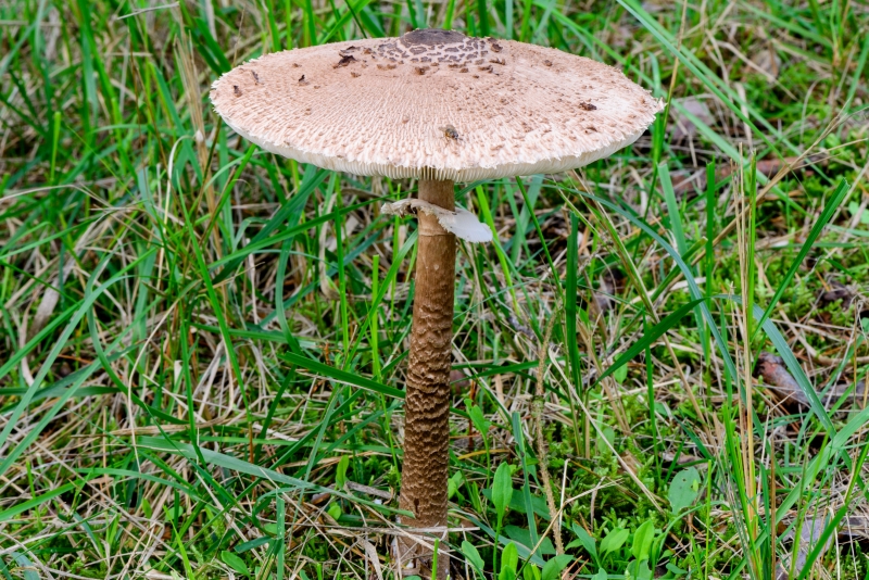 <p><strong>Lepiota</strong></p>