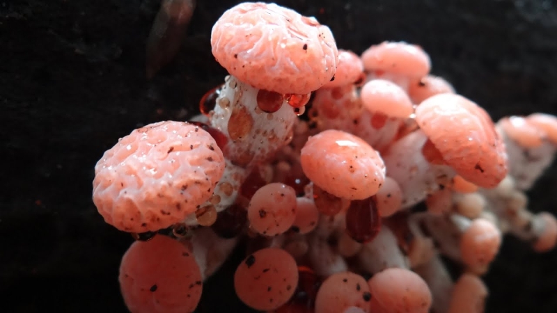 <p><b>Rhodotus Palmatus</b></p>