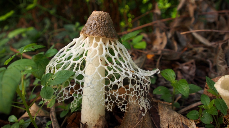 <p><strong>Phallus Indusiatus</strong></p>