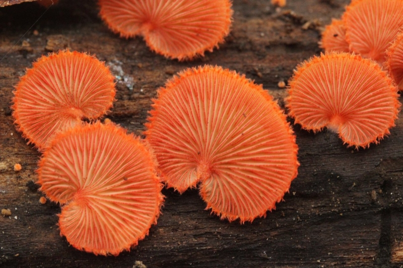 <p><b>Crepidotus</b></p>