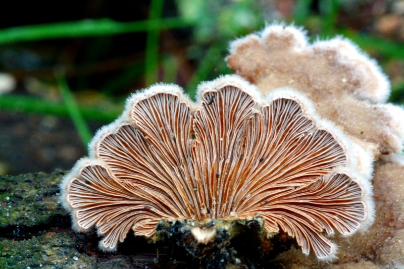 <p><b>Schizophyllum Commune</b></p>