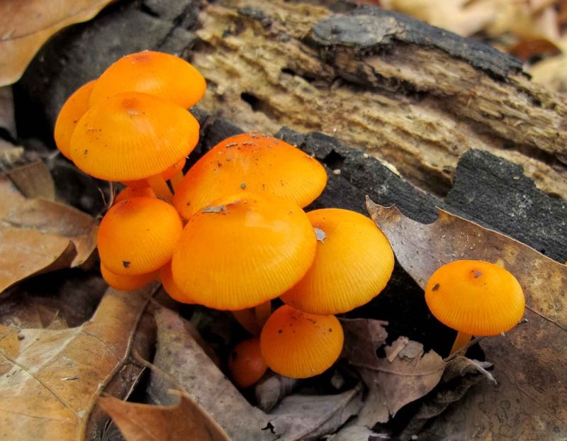 <p><b>Tiny Golden Mushrooms</b></p>