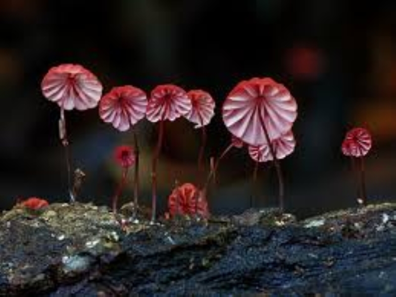 <p><strong>Marasmius Haematocephalus</strong></p>