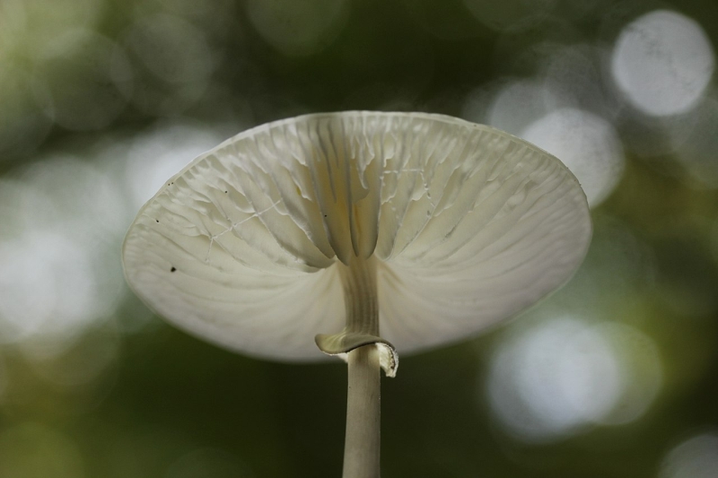 <p><b>Procelain Fungas</b></p>