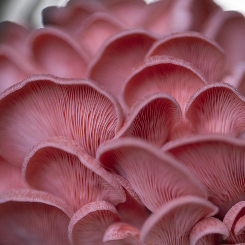 <p><b>Pleurotus Djamor</b></p>