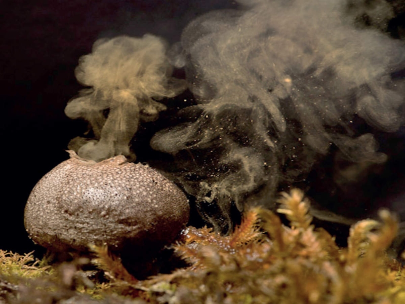 <p><b>Puffballs</b></p>