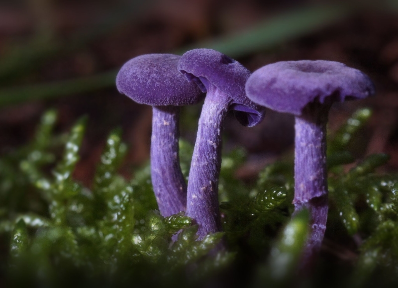 <p><b>Amethyst deceiver</b></p>