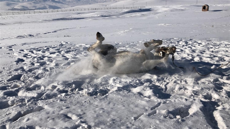 <p>Kars Kafkas Atlı Spor Kulübü'nün meşhur atı 'Poyraz', karların üzerinde uzun süre yuvarlandı.</p>
