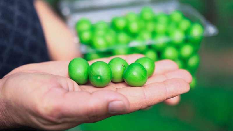 <p><b>Erik hangi hastalıklara iyi gelir?</b></p><p><br></p><p>* Erik adet düzensizliklerini giderir.</p><p>* Ateş düşürücü özelliği vardır.</p><p>* Demir eksikliğini önlemedeki tedavi sürecinde kullanılır.<br></p>