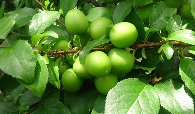 <p><br></p><p>* Astım, akciğer kanseri, soğuk algınlığı, öksürük ve kronik akciğer rahatsızlıklarından korur.</p>