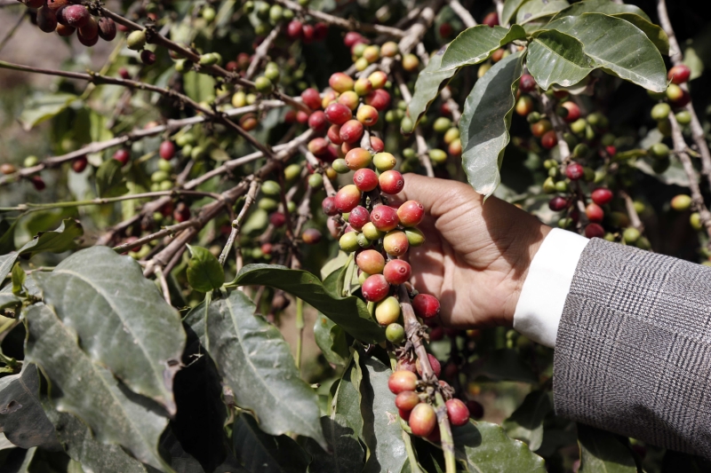 Bu da �lkedeki kahve stoklar�n�n azalmas�na neden oluyor.