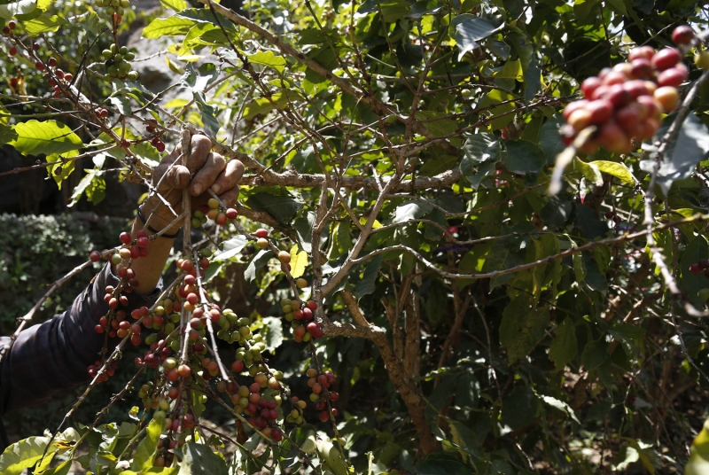 Ancak son y�llarda sava��n da etkisiyle Yemen'de kahve �retiminde ciddi anlamada gerileme g�r�l�yor. 