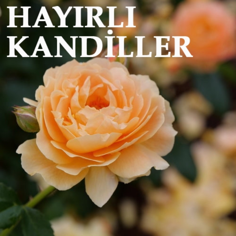 <p>Melekler daima duacınız olsun. Yüreğiniz ferah, ilhamınız bol olsun. Sevgili peygamberimiz, şefaatçimiz olsun. Berat Kandiliniz mübarek olsun.</p><p><br></p>