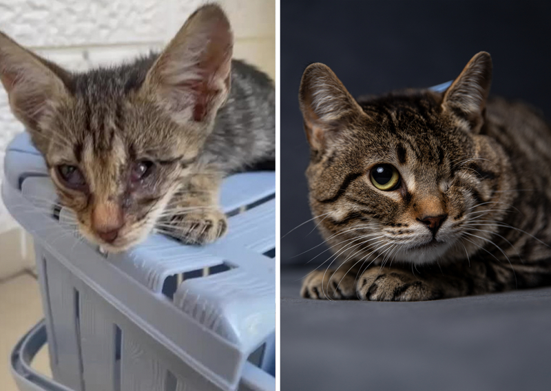 <p>AA, hayvanların tedavi süreci öncesinde ve sonrasındaki sağlıklı hallerini görüntüledi.</p>